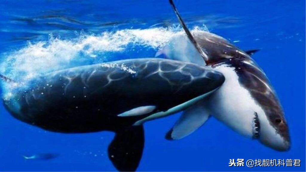海上王者鲨鱼为什么怕可爱的海豚_海豚是怎么攻击鲨鱼的