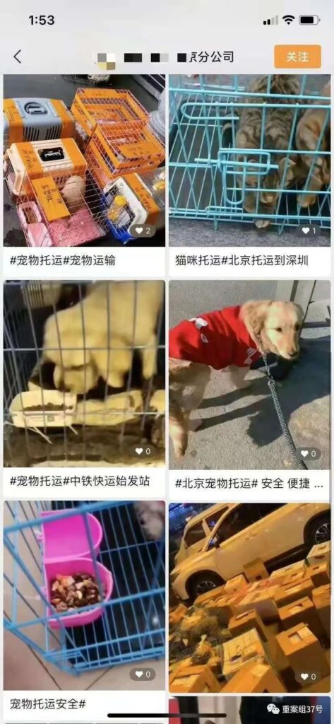 金毛siri之死事件_宠物托运背后的暗箱操作