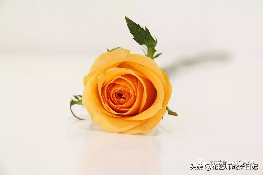 黄玫瑰花语是啥_十款黄玫瑰花的花语