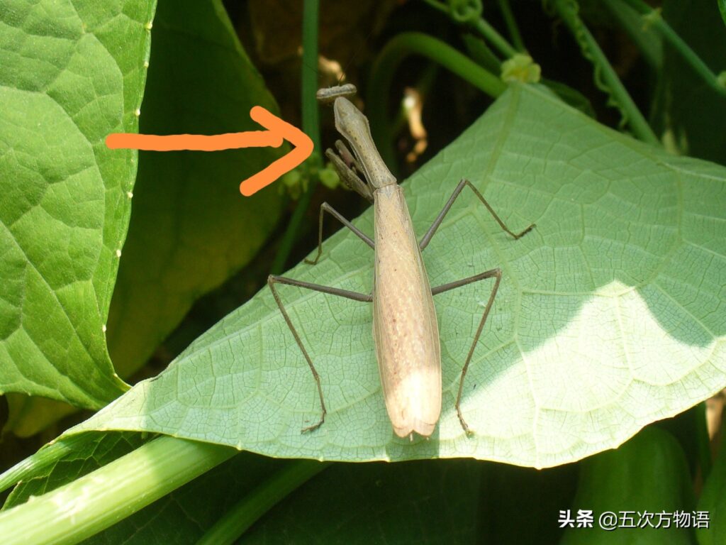 螳螂的种类_常见的螳螂颜色