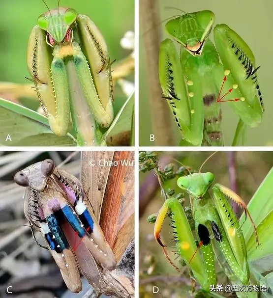螳螂的种类_常见的螳螂颜色