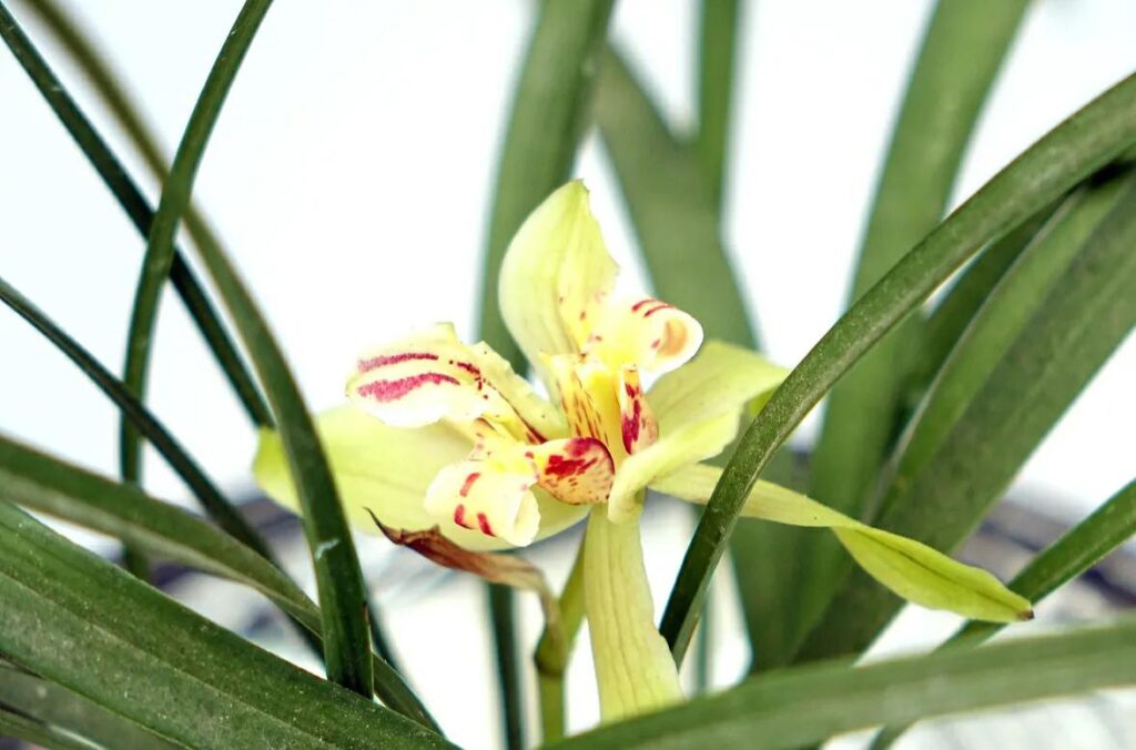 梅兰竹菊被称为_梅兰竹菊的特点