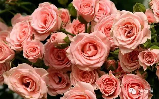 十一朵玫瑰花的花语是什么意思_11这个数字的含义