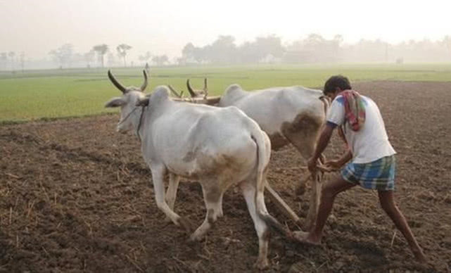 印度人口2019总人数_为什么能成为稻米出口国