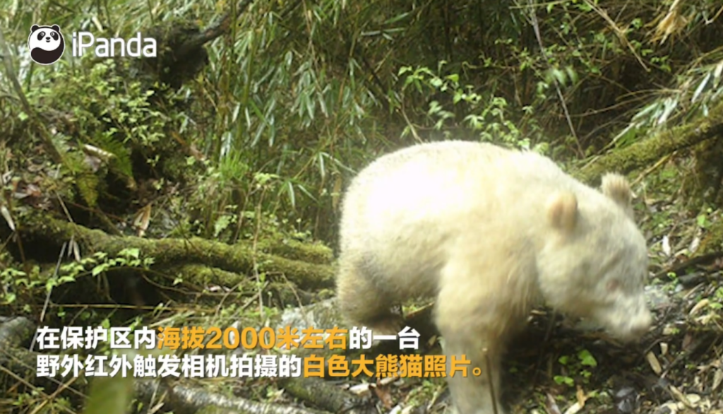 中国有几只大熊猫_大熊猫哪些地方有