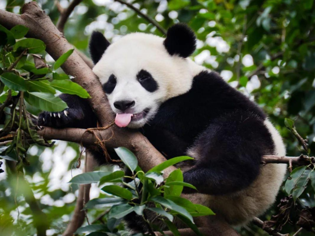 中国有几只大熊猫_大熊猫哪些地方有