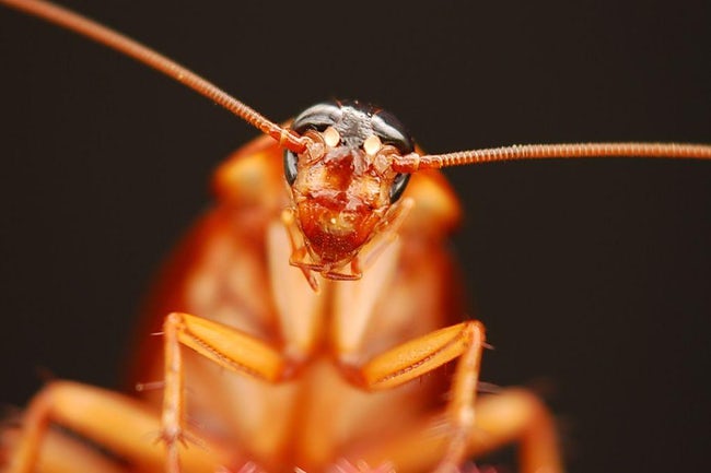 为什么有蟑螂 _蟑螂为什么繁殖能力这么强