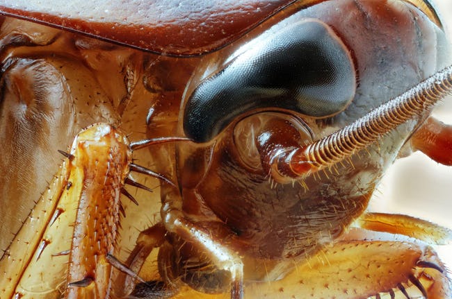 为什么有蟑螂 _蟑螂为什么繁殖能力这么强