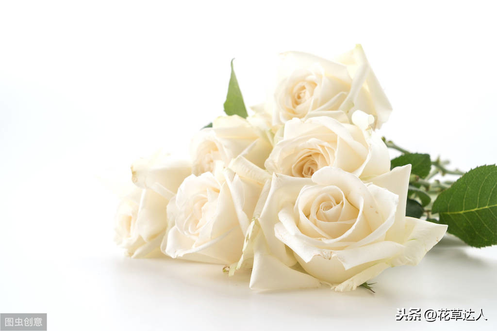 白玫瑰的花语是什么_不同数量的白玫瑰都代表什么意思