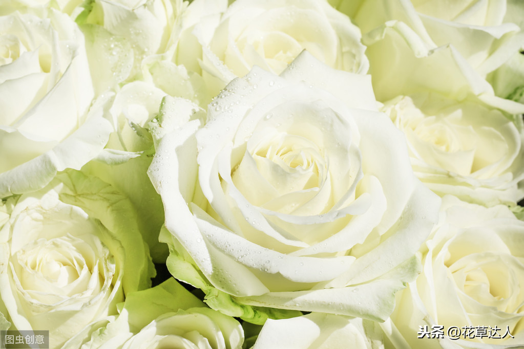 白玫瑰的花语是什么_不同数量的白玫瑰都代表什么意思
