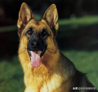 警犬卡尔是什么品种的狗_电视剧警犬卡尔简介