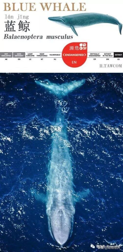 关于鲸鱼的资料_蓝鲸和虎鲸的资料