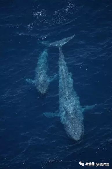 关于鲸鱼的资料_蓝鲸和虎鲸的资料
