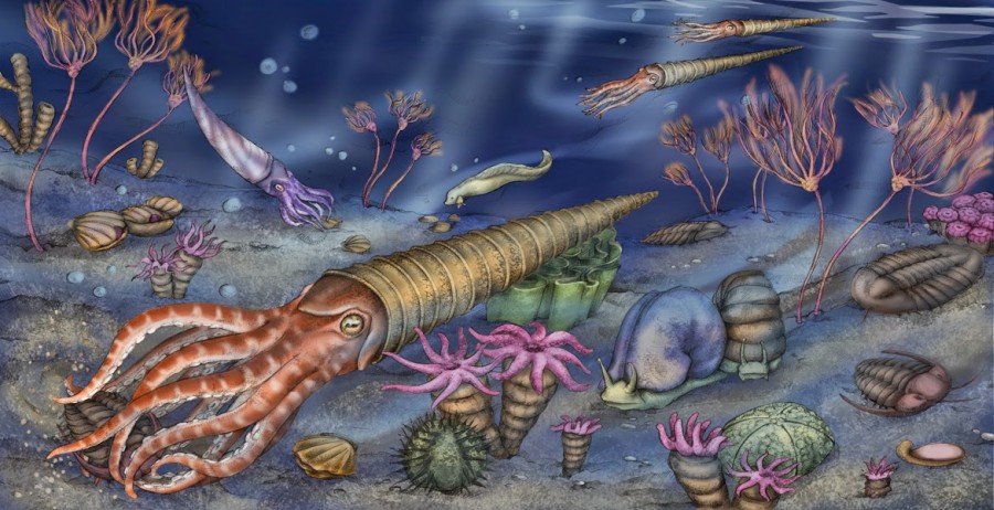 前寒武纪时期有什么动物_5亿多年前的神奇生物