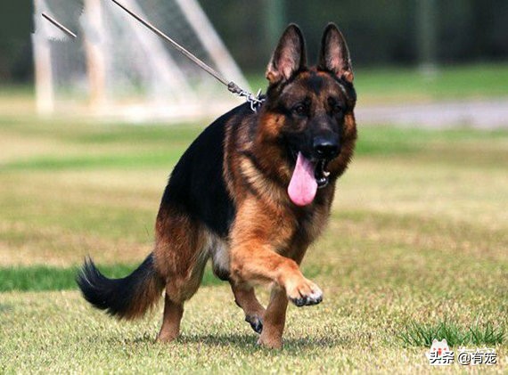 警犬是什么品种的狗_什么样的狗能成为警犬