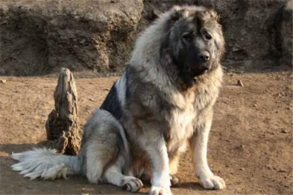 世界十大猛犬排名_藏獒是不是最凶得狗