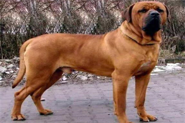 世界十大猛犬排名_藏獒是不是最凶得狗