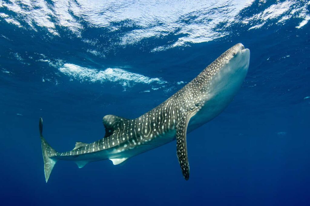 海洋里最大的动物是什么_最大的动物有多大