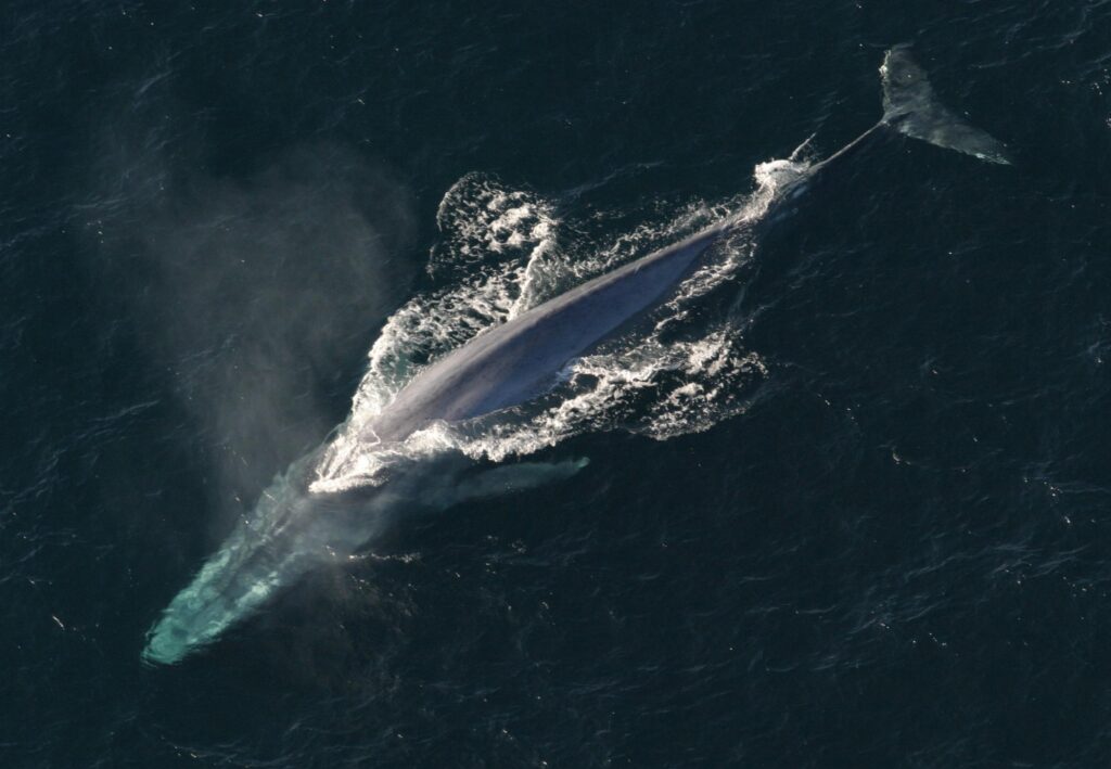 海洋里最大的动物是什么_最大的动物有多大