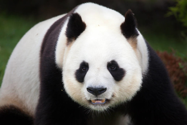 大熊猫和小熊猫有什么区别_两种不同的动物