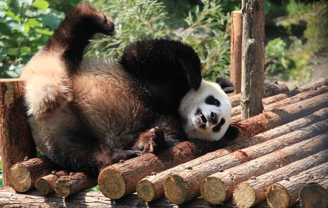 大熊猫和小熊猫有什么区别_两种不同的动物