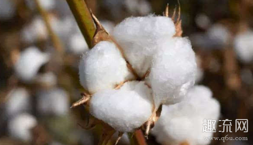 BCI棉是什么意思_BCI棉花和棉纱有什么区别