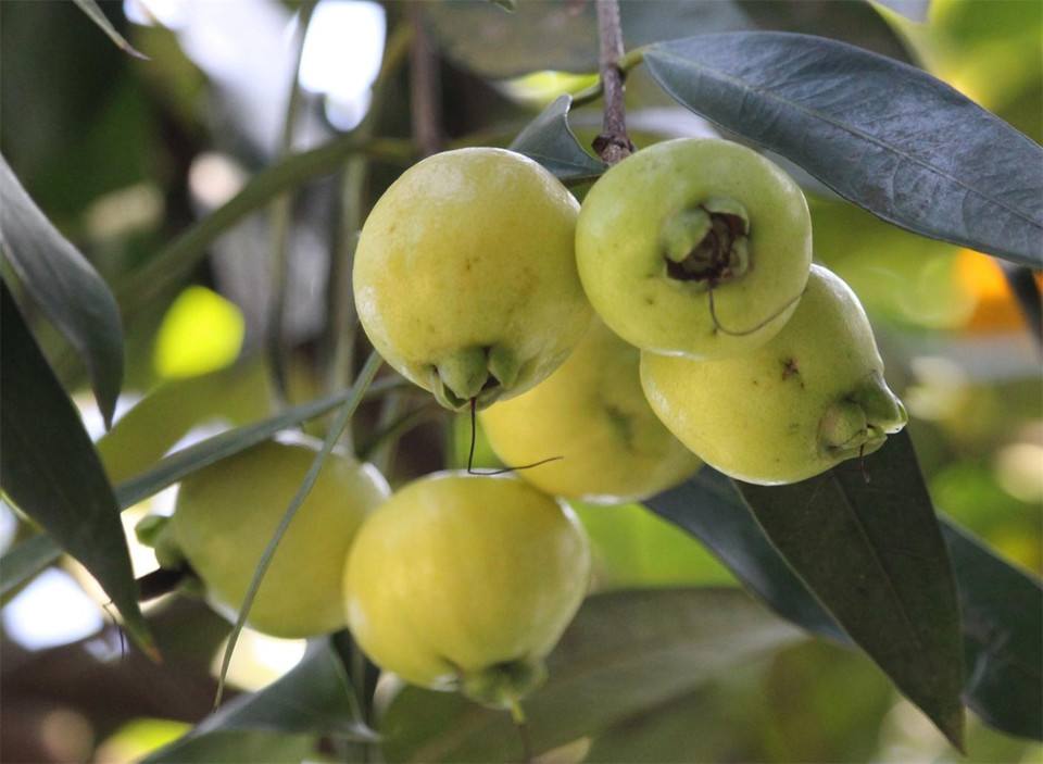 蒲桃的功效与作用_树葡萄可以吃吗