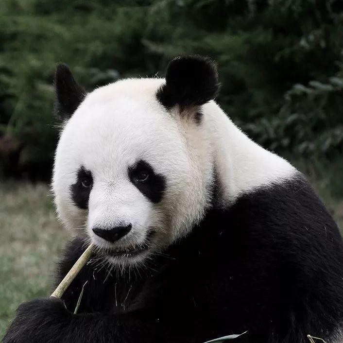 关于大熊猫的资料_外形特征生活习性栖息环境