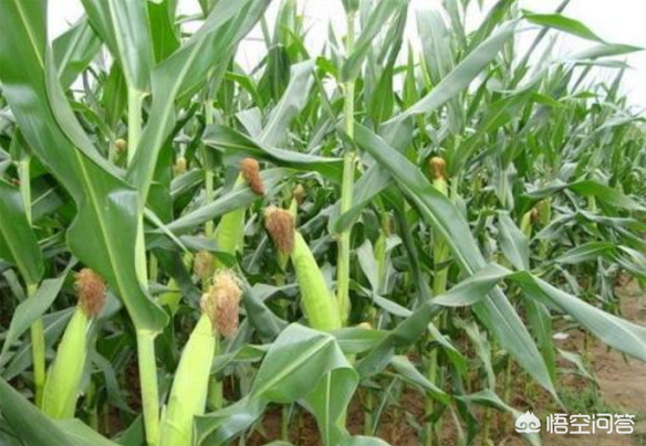 玉米什么时候传入中国的_玉米土豆对我们农业的影响