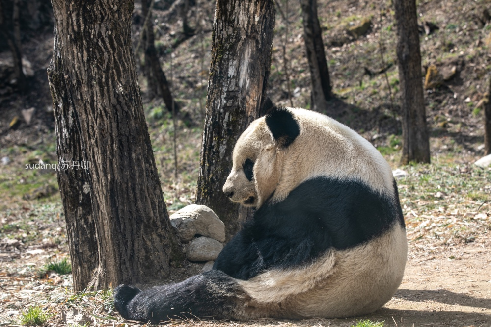 哪里是大熊猫的产地_大熊猫与陕西联系