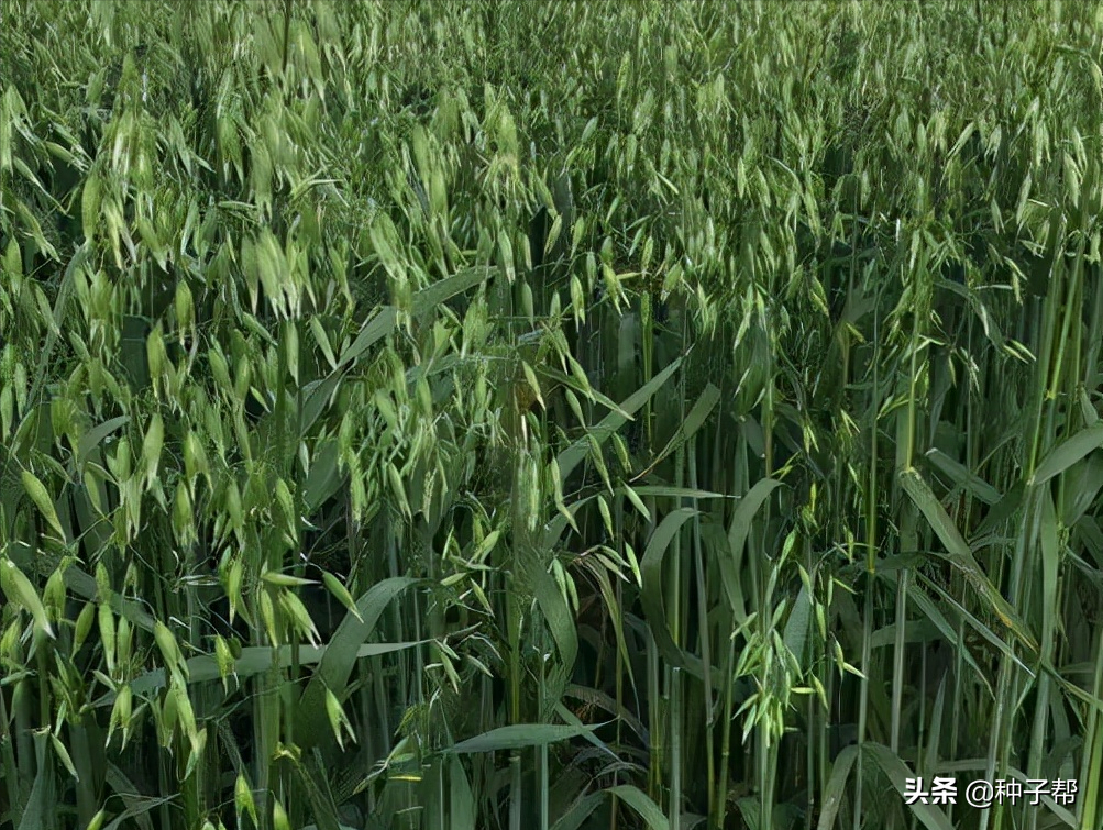燕麦是否可以用来饲养_饲用燕麦的生长特性以及种植方法