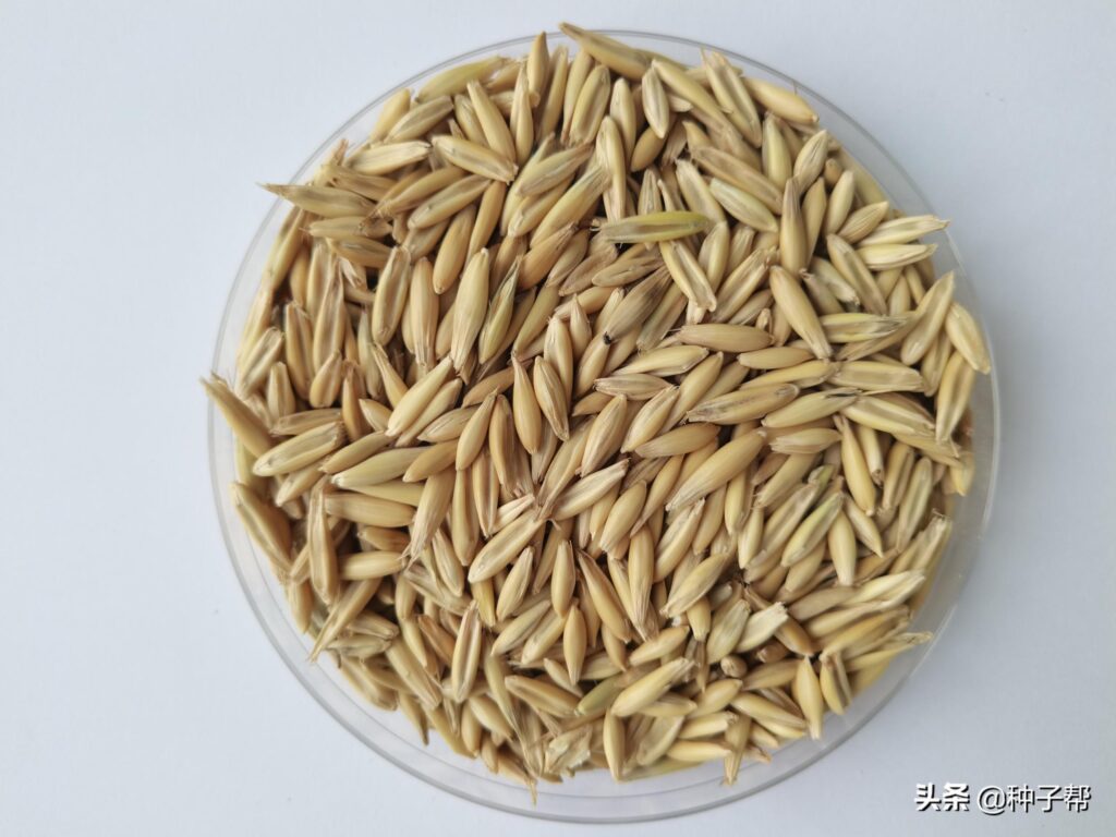 光稃野燕麦-神农架植物-图片