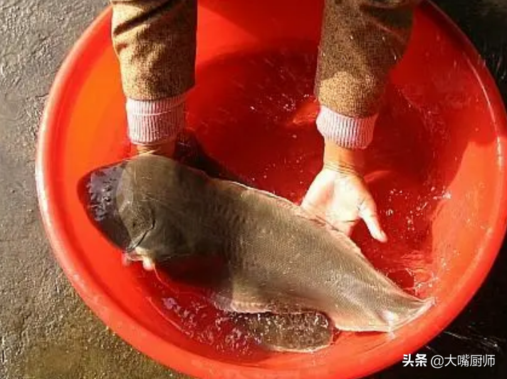比目鱼就是鳎犸鱼吗_龙利鱼柳为什么鱼贩子几乎很少吃