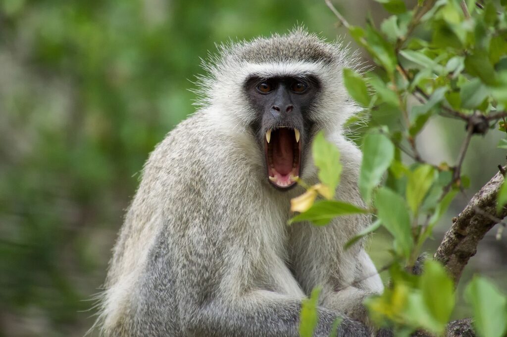 猴子的叫声怎么形容_猴子为什么会让人感到害怕
