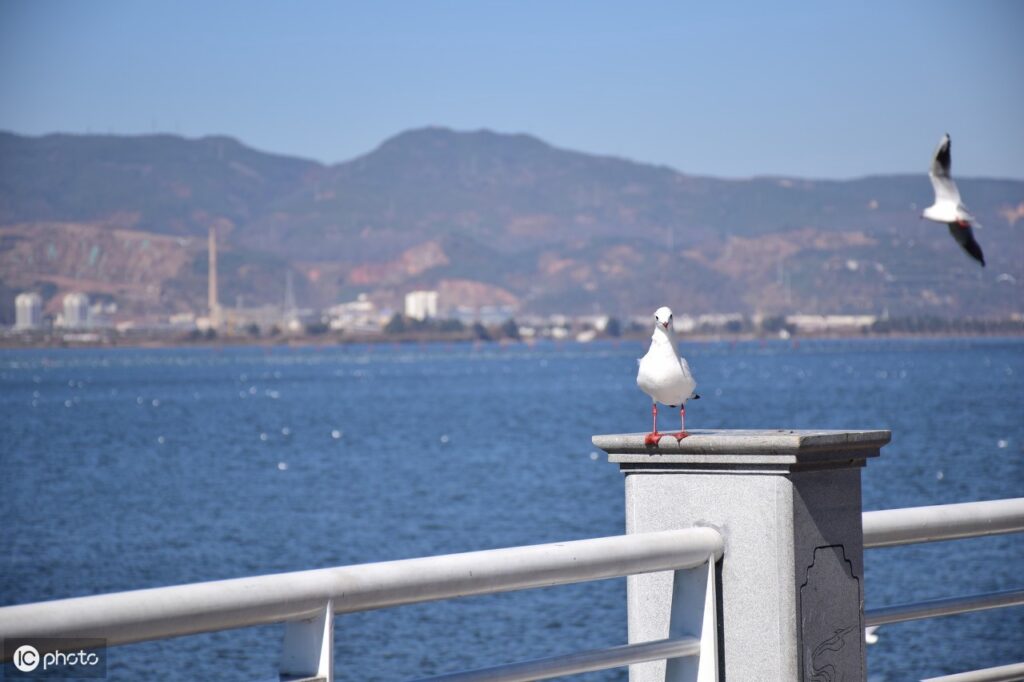 什么鸟是海上清洁工 _海上航行安全的预报员