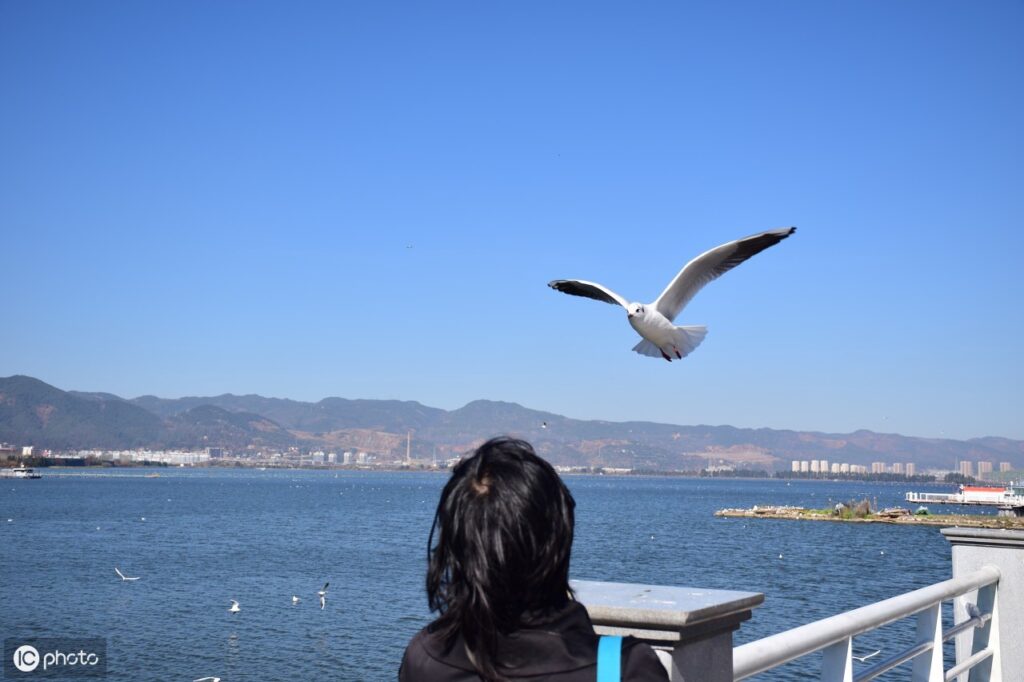 什么鸟是海上清洁工 _海上航行安全的预报员