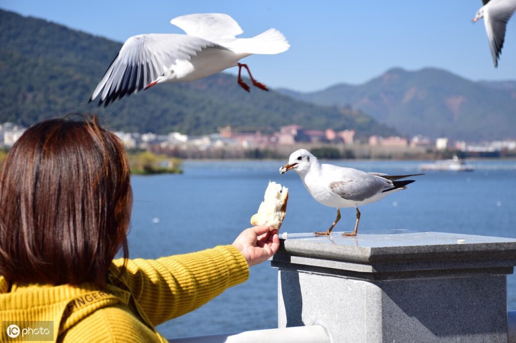 海上清洁工是什么鸟_海鸥的分布食物