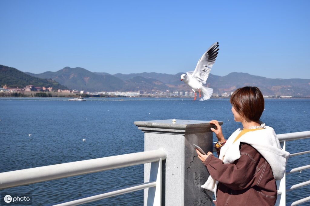 海上清洁工是什么鸟_海鸥的分布食物