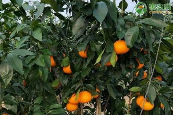 湖南桔子产地是那里_湖南八大特产哪里的橘子好吃