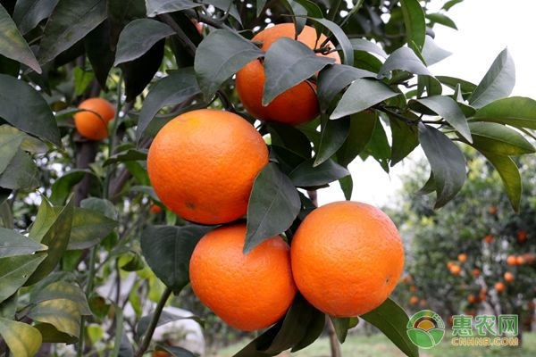 湖南桔子产地是那里_湖南八大特产哪里的橘子好吃
