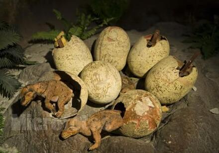 恐龙蛋有多大_南极洲发现了恐龙时代最大的动物卵