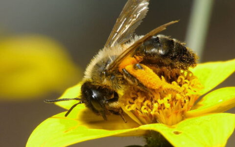 老蜜蜂是什么意思_新老蜂蜜的作用