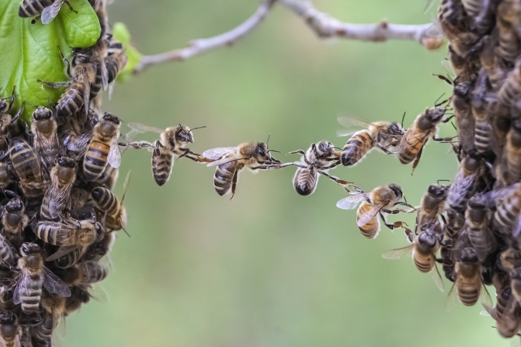 老蜜蜂是什么意思_新老蜂蜜的作用