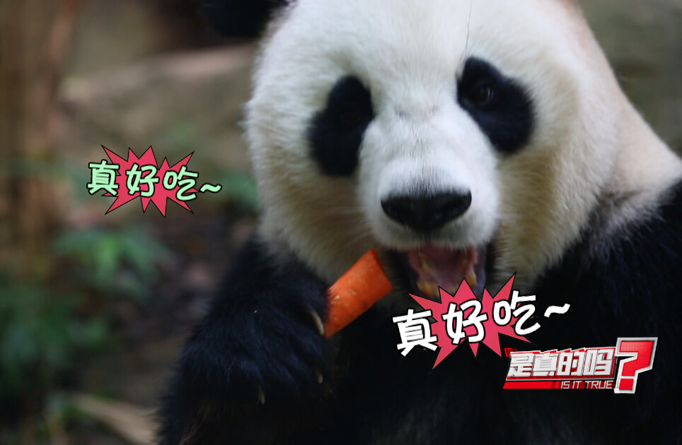 熊猫主要吃什么食物_大熊猫是不是只吃竹子