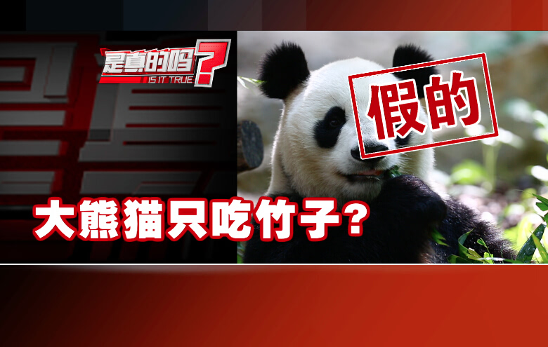 熊猫主要吃什么食物_大熊猫是不是只吃竹子
