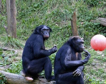 波诺波黑猩猩是什么意思_动物也有同性恋行为