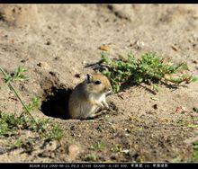 松鼠属于什么种类_物种起源形态特征栖息环境生活习性行为节律