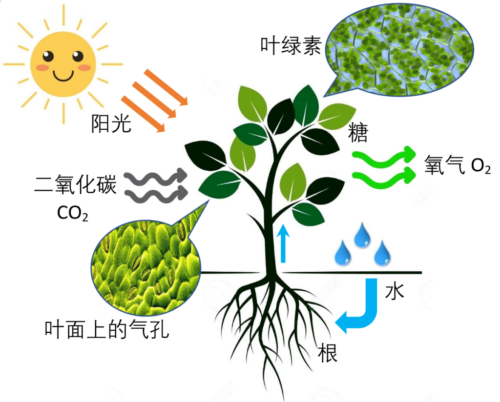 绿色植物的光合作用_定义发展光反应暗反区别意义