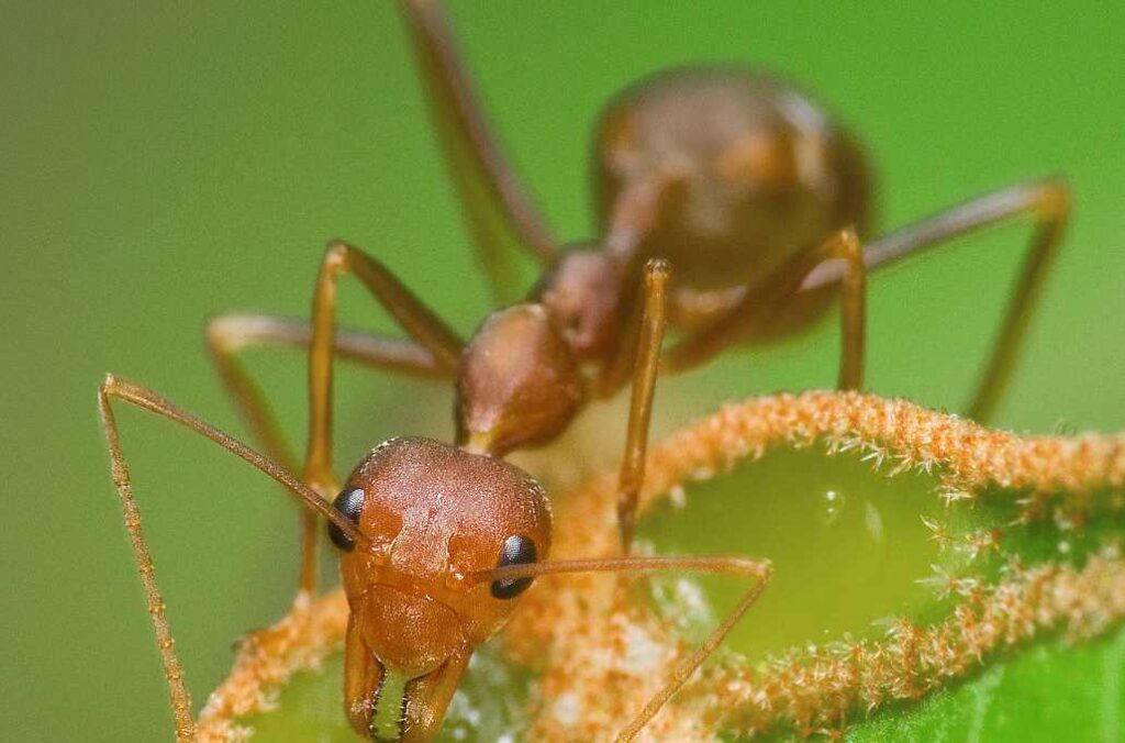 蚂蚁的详细资料_使蚂蚁转移巢穴的方法