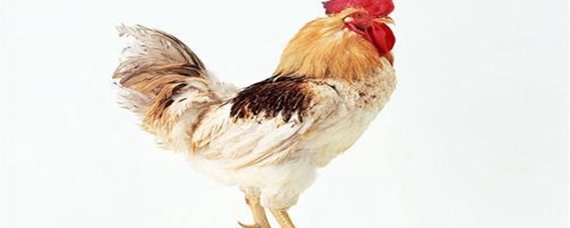 龙腾虎跃代表什么生肖_ 驯养鸡的国家至少有四千多年的历史